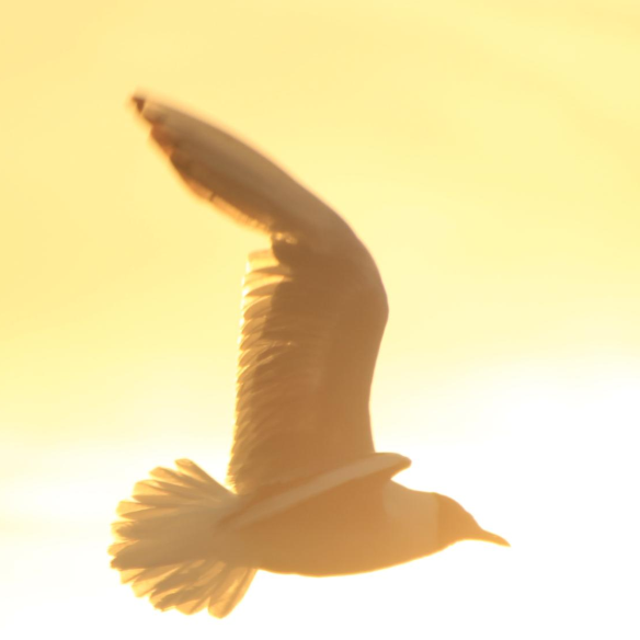 Bildschirmfoto 2025-05-16 um 16.50.54